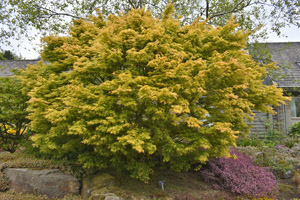 Acer palmatum katsura
