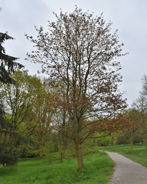 Acer pl.atanoides hybrid