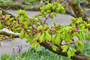 Acer shirasawanum