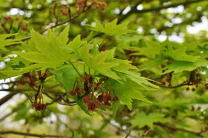 Acer sieboldianum