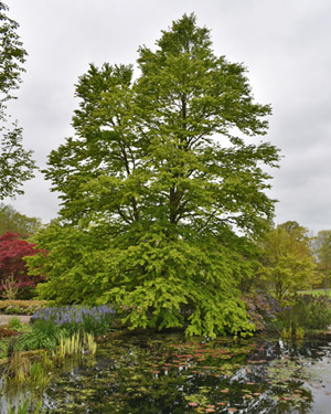 Katsura tree