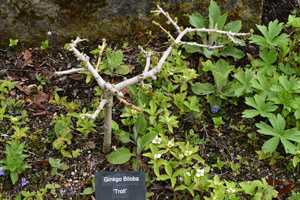 Ginkgo biloba 'Troll'