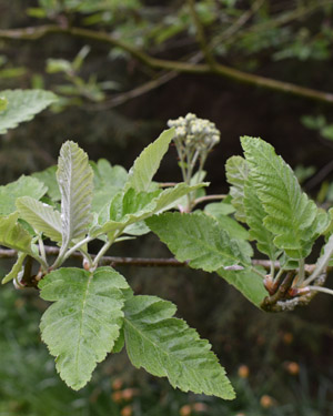 Sorbus hybrid
