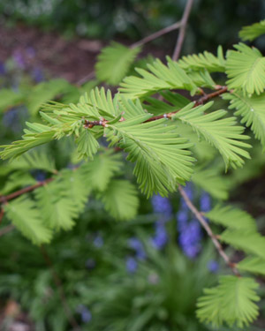 Dawn redwood leaf.
