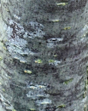 Chinese mountain ash