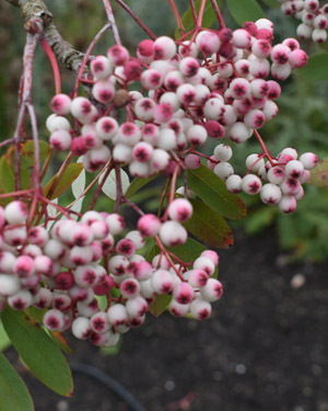 Chinese mountain ash
