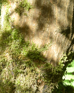 Acer palmatum dissectum atropurpureum