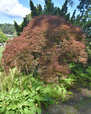 Acer palmatum dissectum atropurpureum