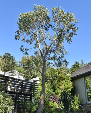Snow gum