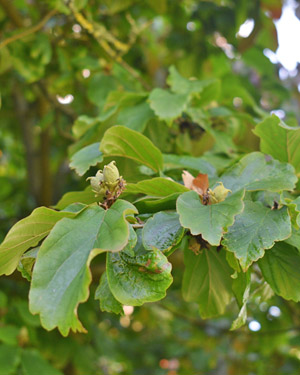 Parrotia persica