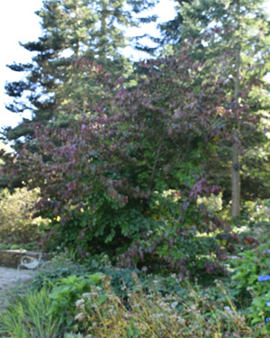 Parrotia persica Vanessa