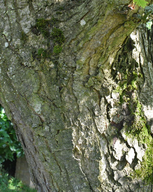Quercus dentata