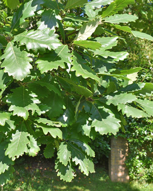 Quercus dentata