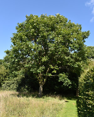 Quercus dentata