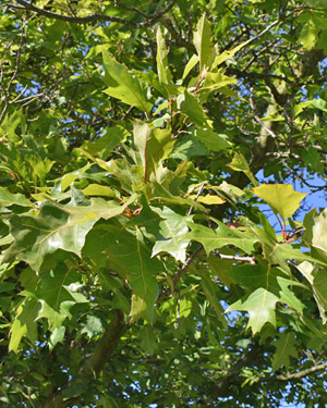 Pin oak