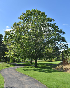 Pin oak