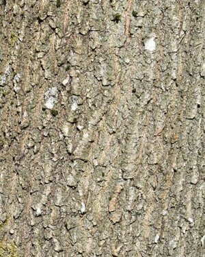 Fastigiate oak