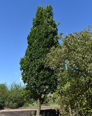 Fastigiate oak