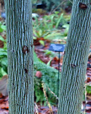 Acer white tigress