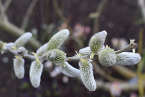 Salix 'The Hague'