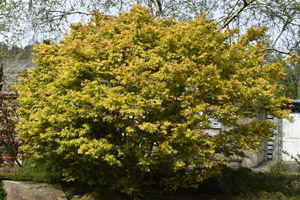 Acer palmatum zelkova