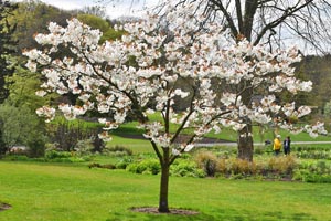 Prunus shizuka