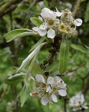 Snow pear