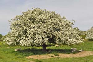 Hawthorn