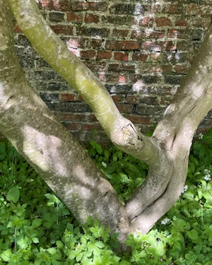Acer palmatum