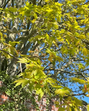 Acer platanoides
