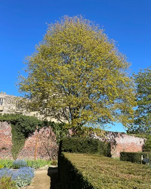 Acer platanoides