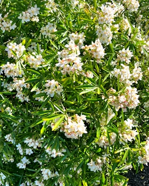 Choisya dewitteana