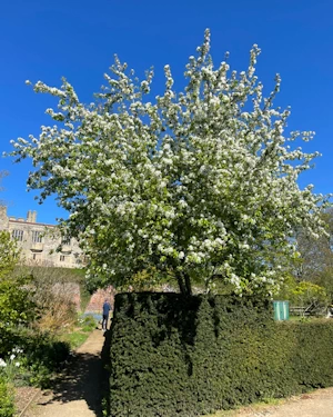 Malus sp.