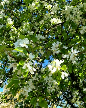 Malus sp.