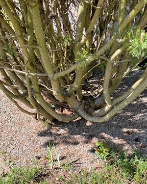 Pinus mugo