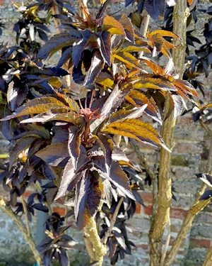 Sambucus nigra