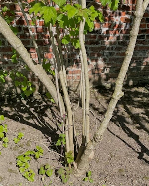 Viburnum opulus