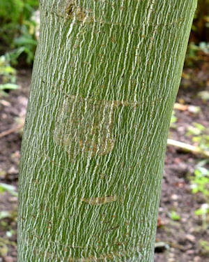 Acer davidii