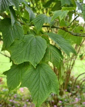 Acer davidii