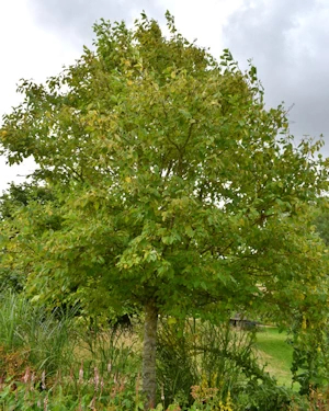 Alnus rubra