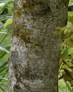 Alnus rubra