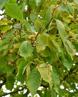 Alnus rubra