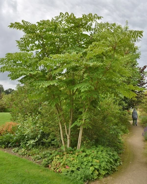 Aralia spinosa