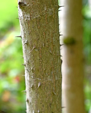 Aralia spinosa