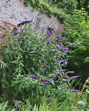 Buddleia davidii
