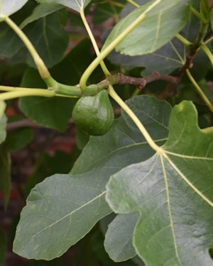 Ficus carica