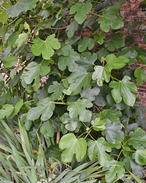 Ficus carica