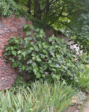 Ficus carica