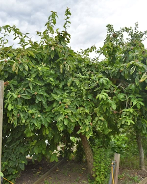Medlar