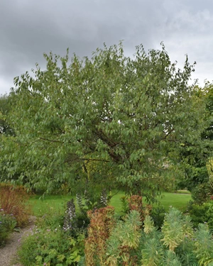 Prunus serrula